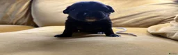Mixed Breed dogs for sale: Border collie, german shepherd rottweilers - Advert 13