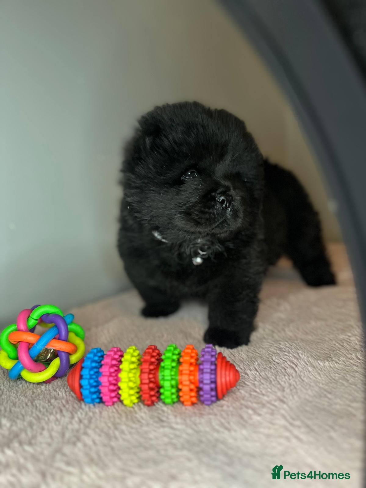 Chow Chow dogs  🌟 READY TO LEAVE NOW 🌟 CHOW PUPS - Advert 17