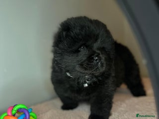 Chow Chow dogs 🌟 READY TO LEAVE NOW 🌟 CHOW PUPS - Advert 17