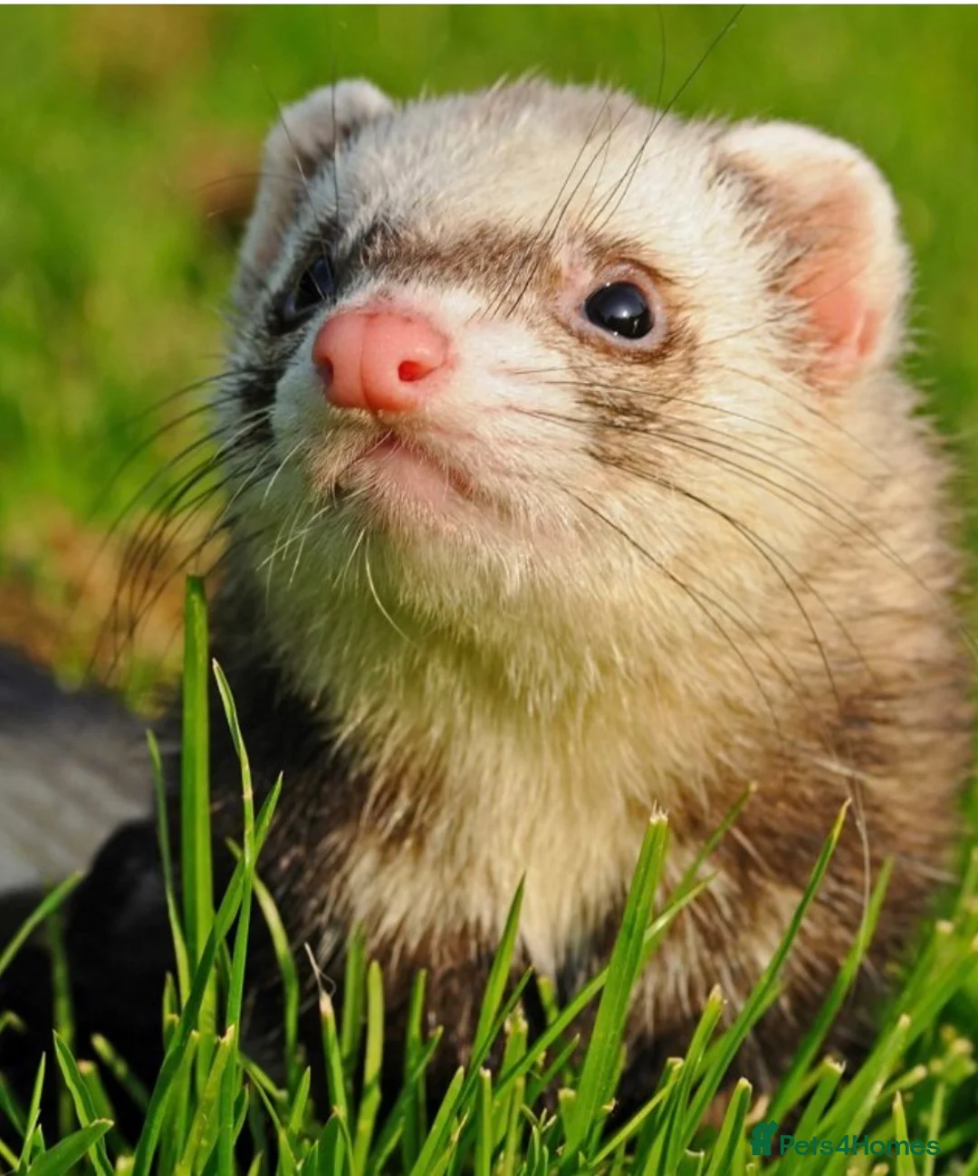 Ferret rodents for sale: Selling 2x girls ferrets in Basingstoke  in Basingstoke - Advert 3