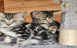 Bengal cats for sale: Adorable Half Bengal Kittens - Image 10