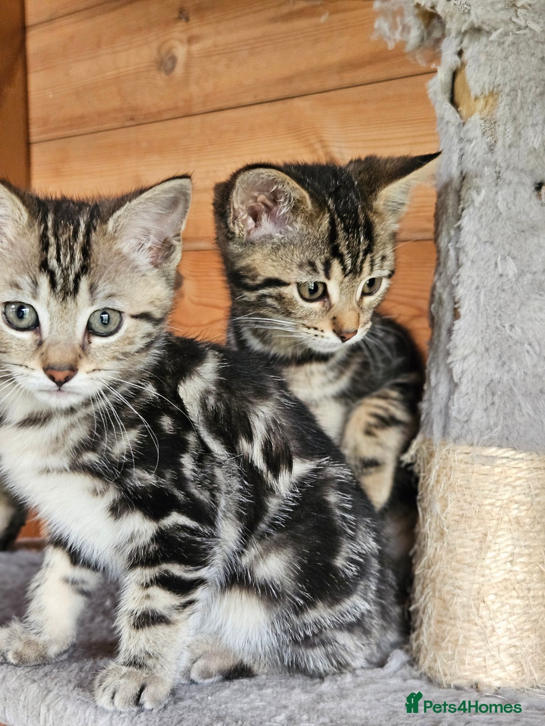 Bengal cats for sale: Adorable Half Bengal Kittens - Image 10