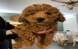 Toy Poodle dogs for sale: Teddy bear toy poodles  - Image 8