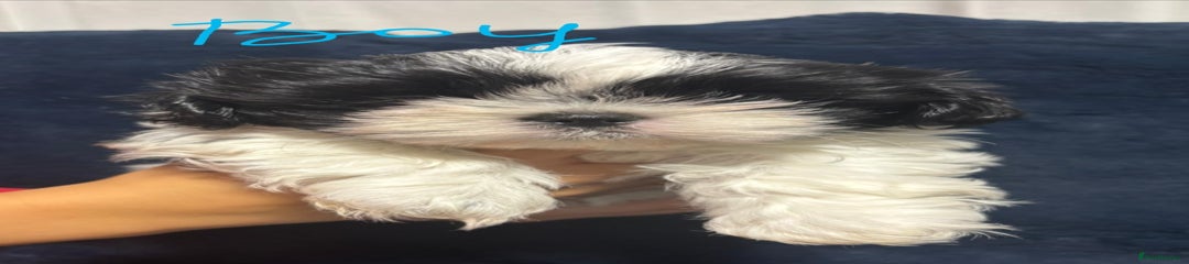 Shih Tzu Puppy 1 (Benny) 