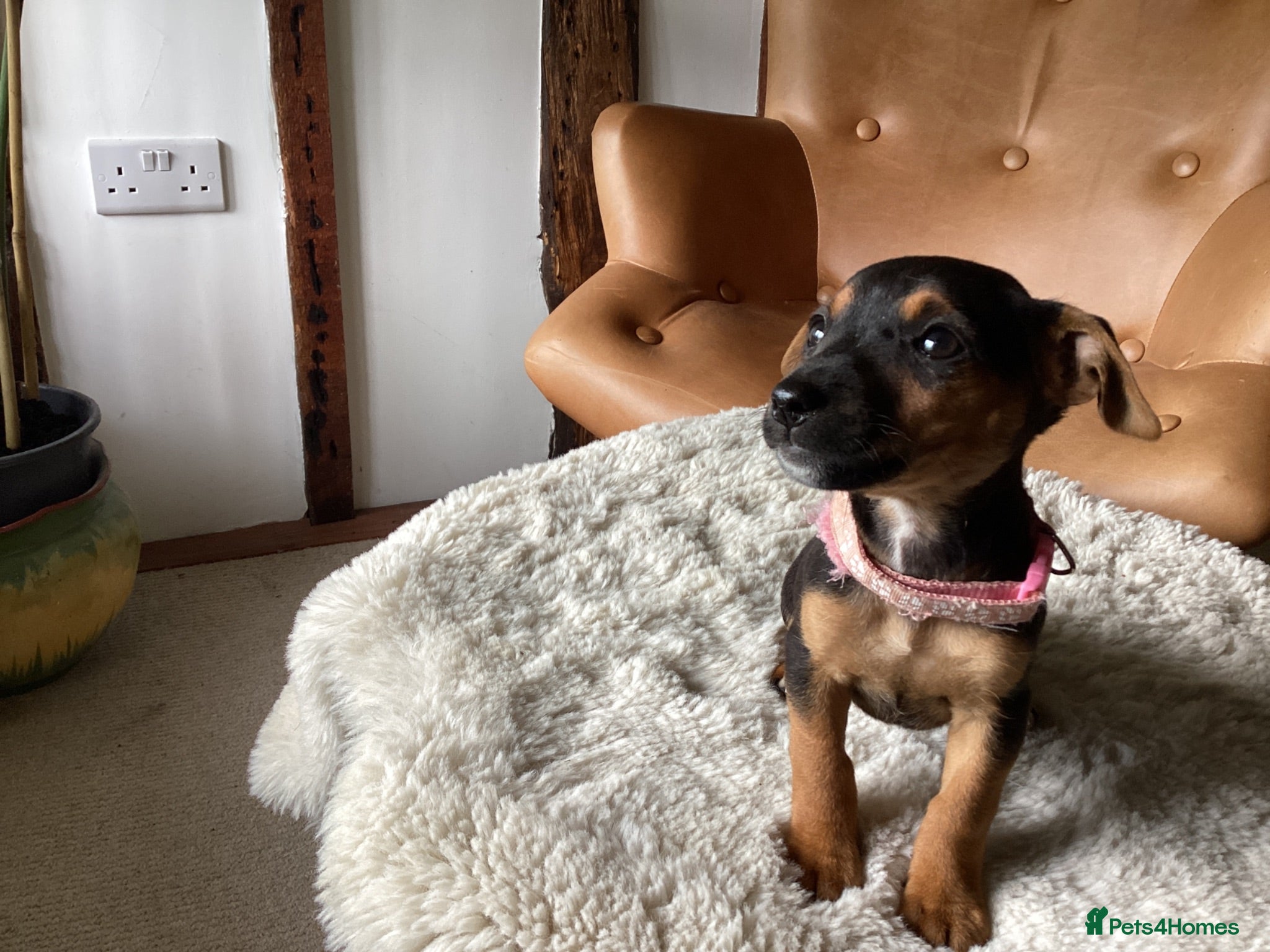 Jack Russell dogs Gorgeous Miniature Black and Tan Jack Russells - Advert 2