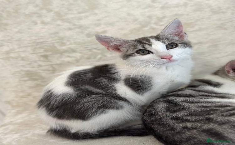Mixed Breed cats - Advert 6