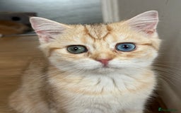 British Shorthair cats for sale: GCCF reg BSH Chocolate Golden Odd Eyes Last Male in London - Image 34