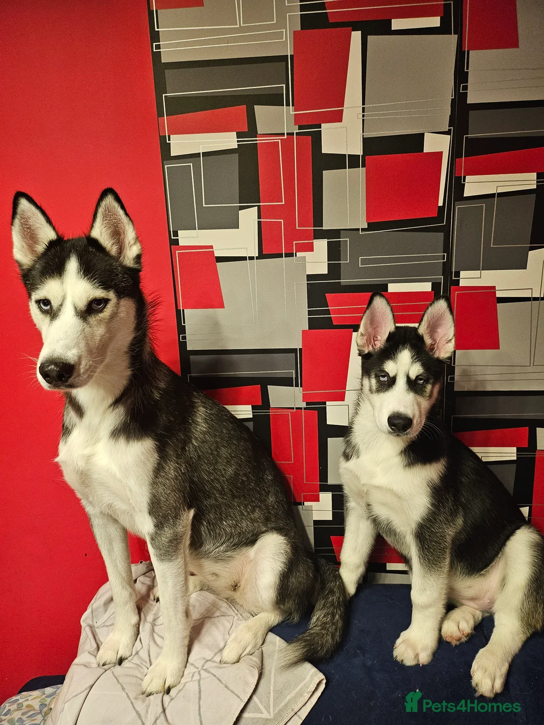 Siberian Husky dogs for sale: Girls  - Advert 2