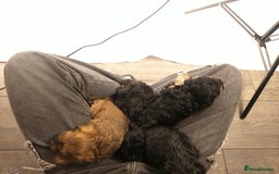 Yorkiepoo dogs for sale: Tiny Yorkipoos beautiful fluff balls puppies - Image 31