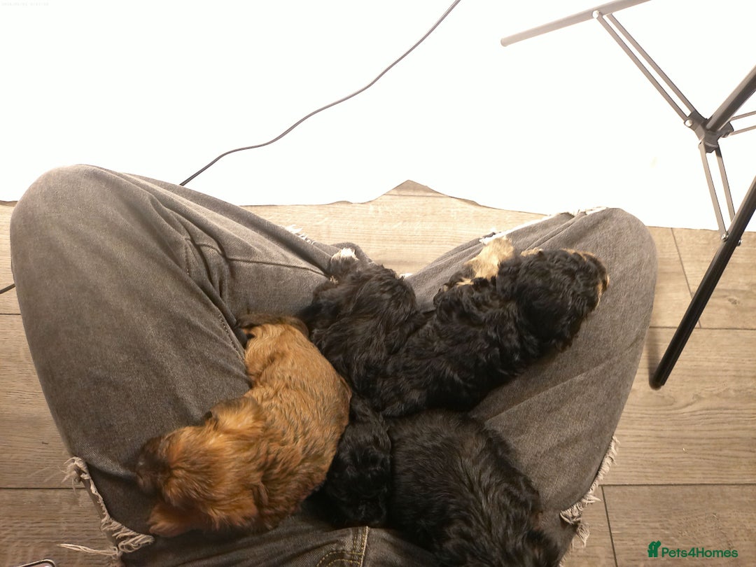 Yorkiepoo dogs for sale: Tiny Yorkipoos beautiful fluff balls puppies - Image 31