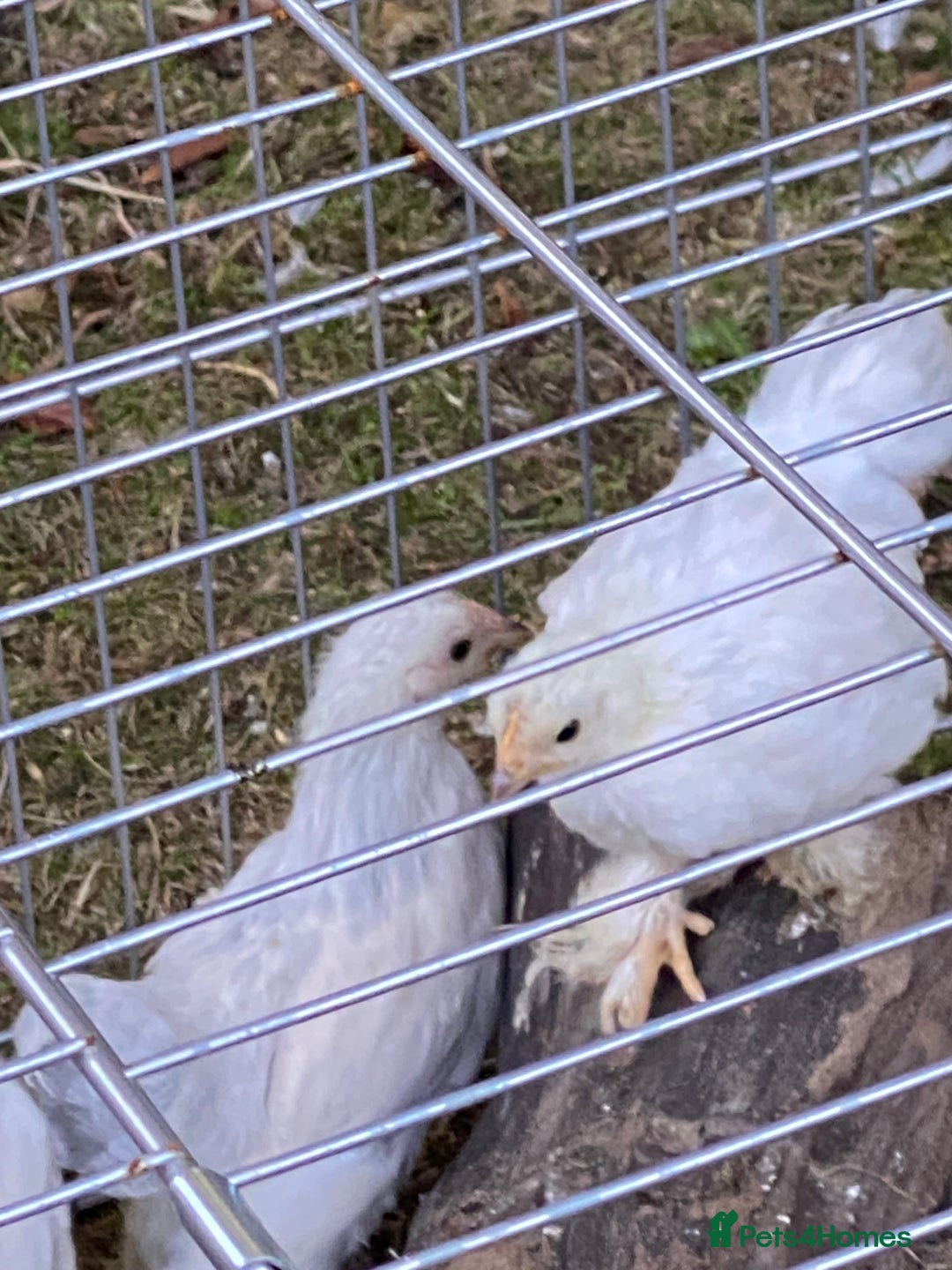 Chickens poultry for sale: Porcelain Pekin Bantams  - Image 3