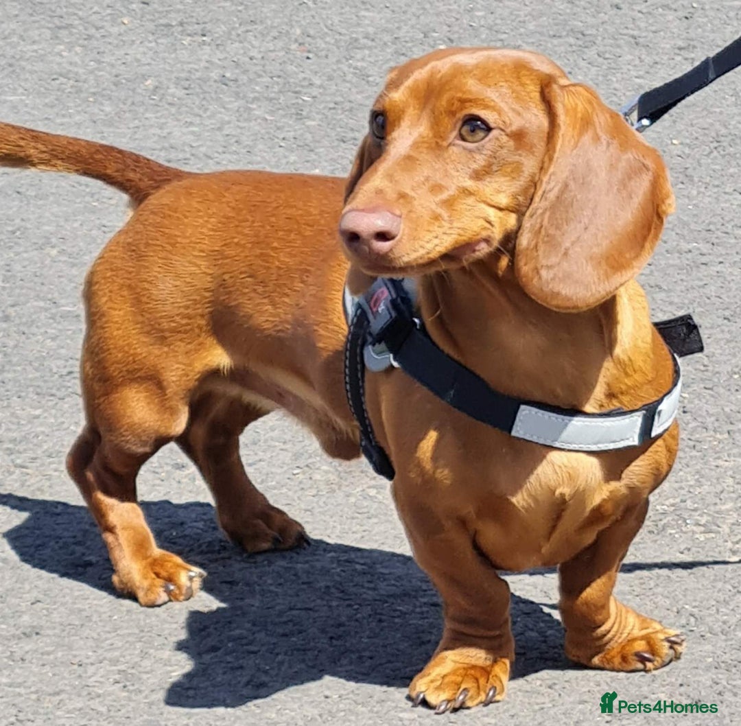 Miniature Dachshund dogs for stud: Richie proven and ready to stud. in Liverpool - Advert 5