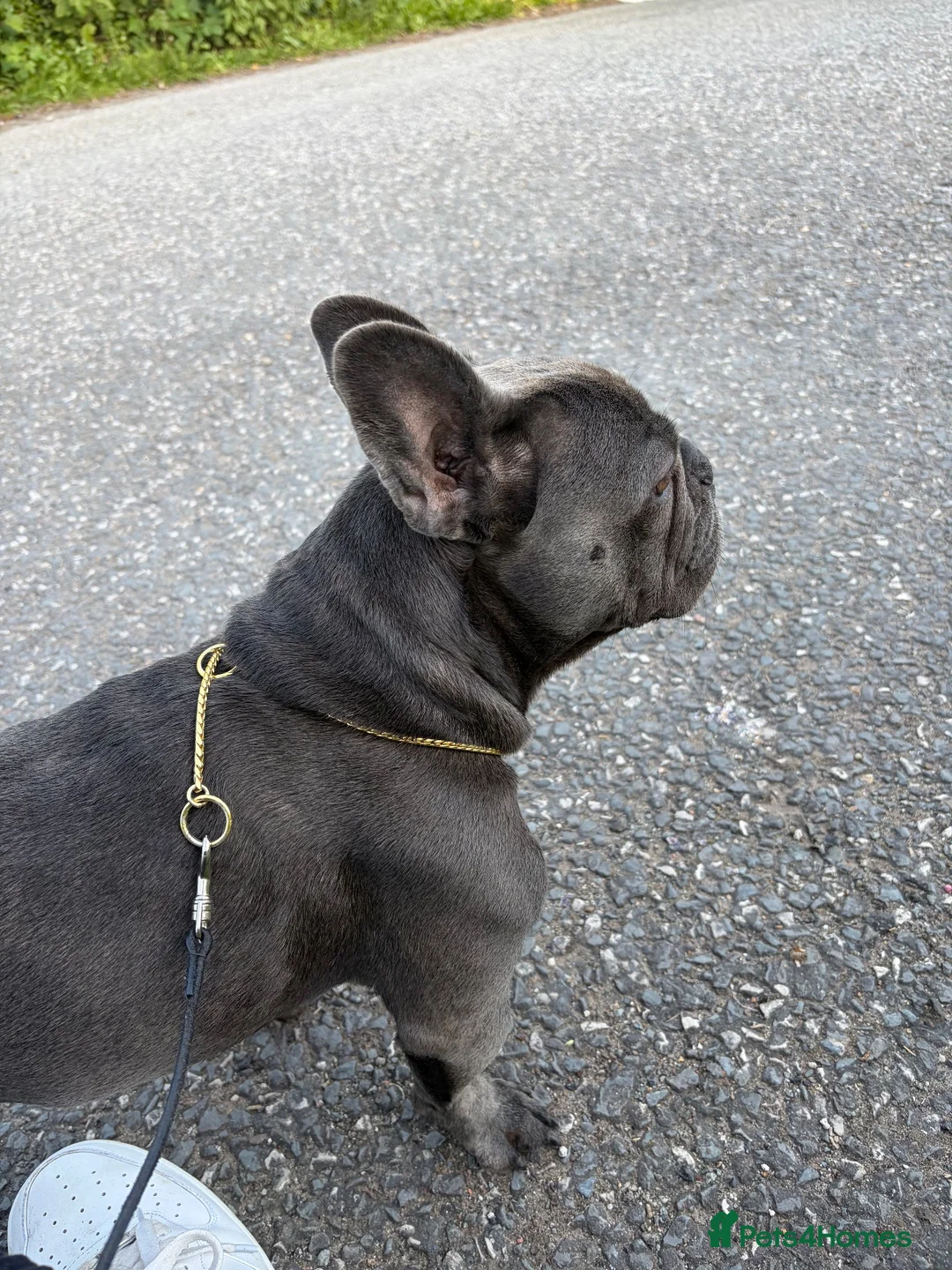 French Bulldog dogs for sale: ADULT FRENCH BULLDOG SEEKING HER FOREVER RETIREMEN - Advert 5