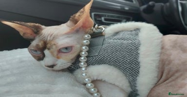Sphynx cats - Advert 12