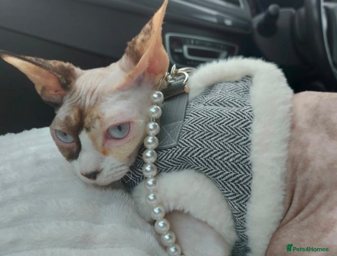 Sphynx cats for sale: Sphynx Cat - Image 2