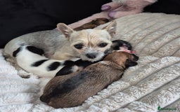 Mixed Breed dogs for sale: Jack chi puppies - Image 10