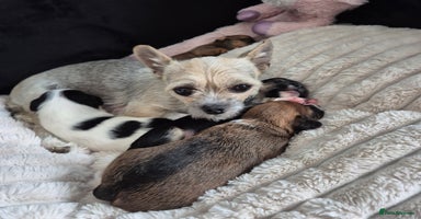 Mixed Breed dogs - Advert 12