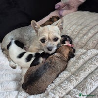 Mixed Breed dogs - Advert 2