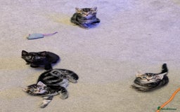 Russian Blue cats for sale: Intelligent & Balanced Russian Blue Cross Kittens - Image 11