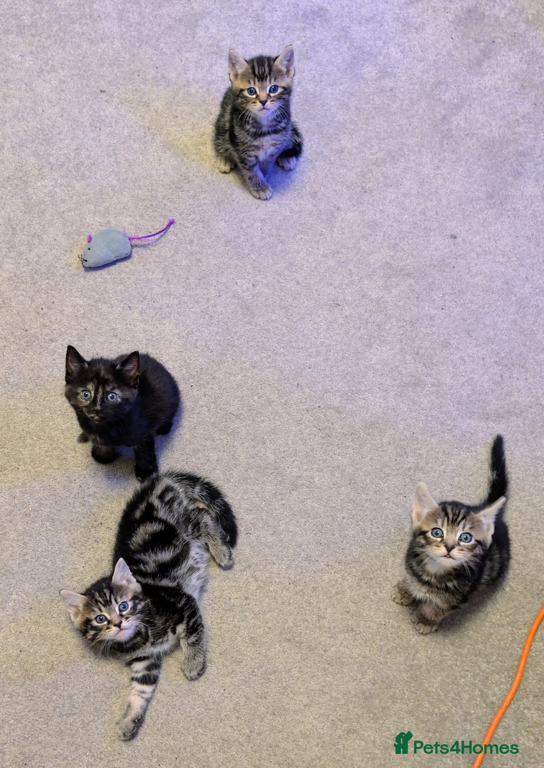 Russian Blue cats for sale: Intelligent & Balanced Russian Blue Cross Kittens - Image 11