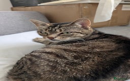 Mixed Breed cats for sale: Female Tabby Cat, 10 years old. - Image 3