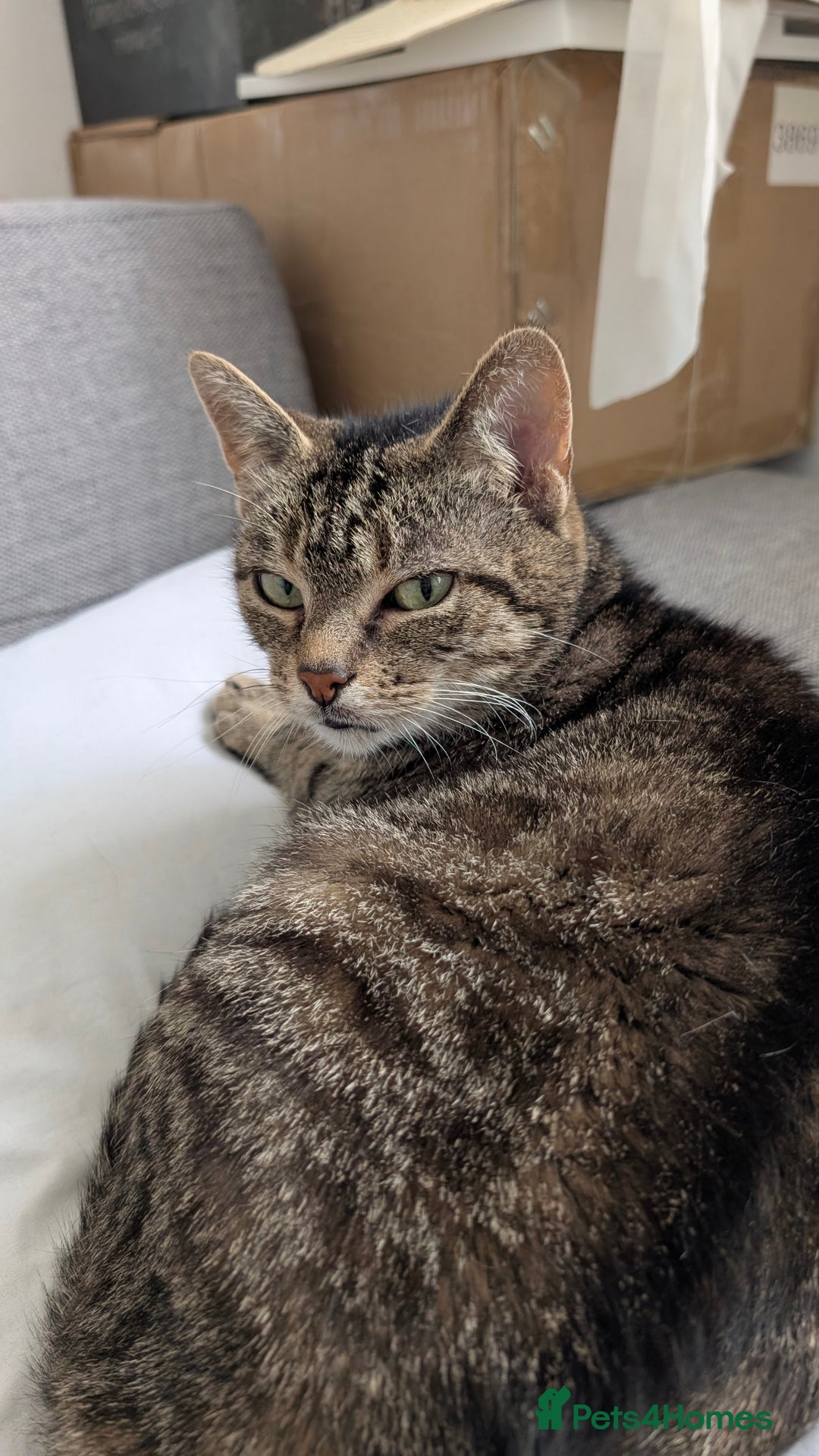 Mixed Breed cats for sale: Female Tabby Cat, 10 years old. - Image 3