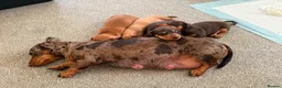 Miniature Dachshund dogs for sale: One male one female available  - Advert 1
