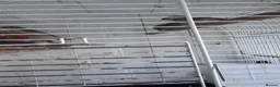 Finches birds for sale: Zebra finches  in Harrow - Advert 3