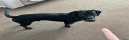 Mixed Breed dogs for sale: Spaniel rex  - Advert 3