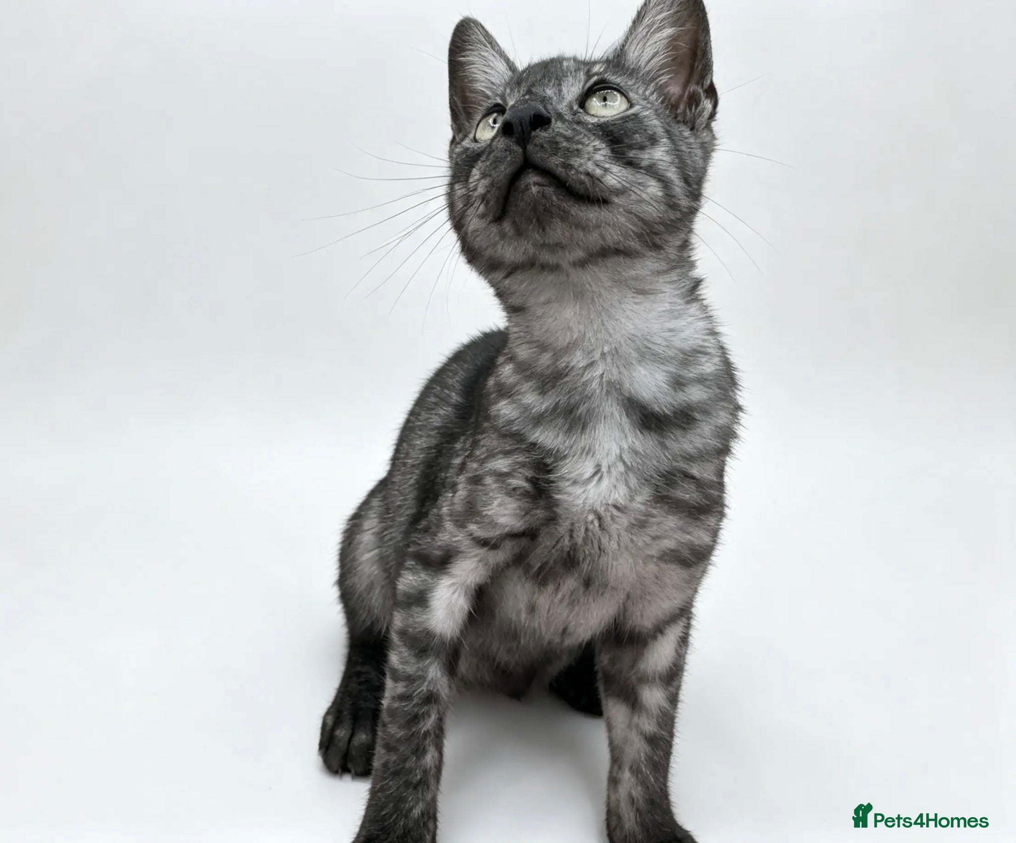 Egyptian Mau cats TICA reg Werewolf Silver EgyptianMAU x Snow Bengal - Advert 2