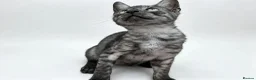 Egyptian Mau cats for sale: TICA reg Werewolf Silver EgyptianMAU x Snow Bengal - Advert 2