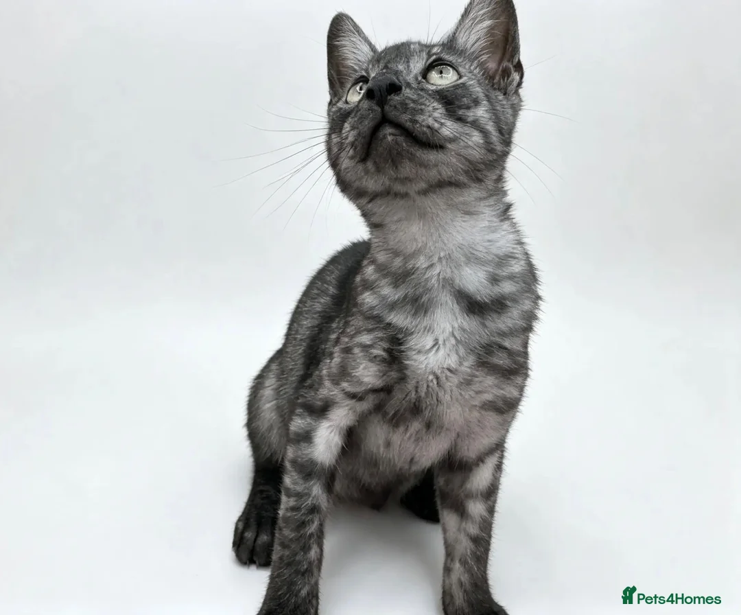 Egyptian Mau cats for sale: TICA reg Werewolf Silver EgyptianMAU x Snow Bengal - Advert 2