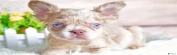 French Bulldog dogs for sale: Kc registered french bulldogs READY TO LEAVE  - Advert 3