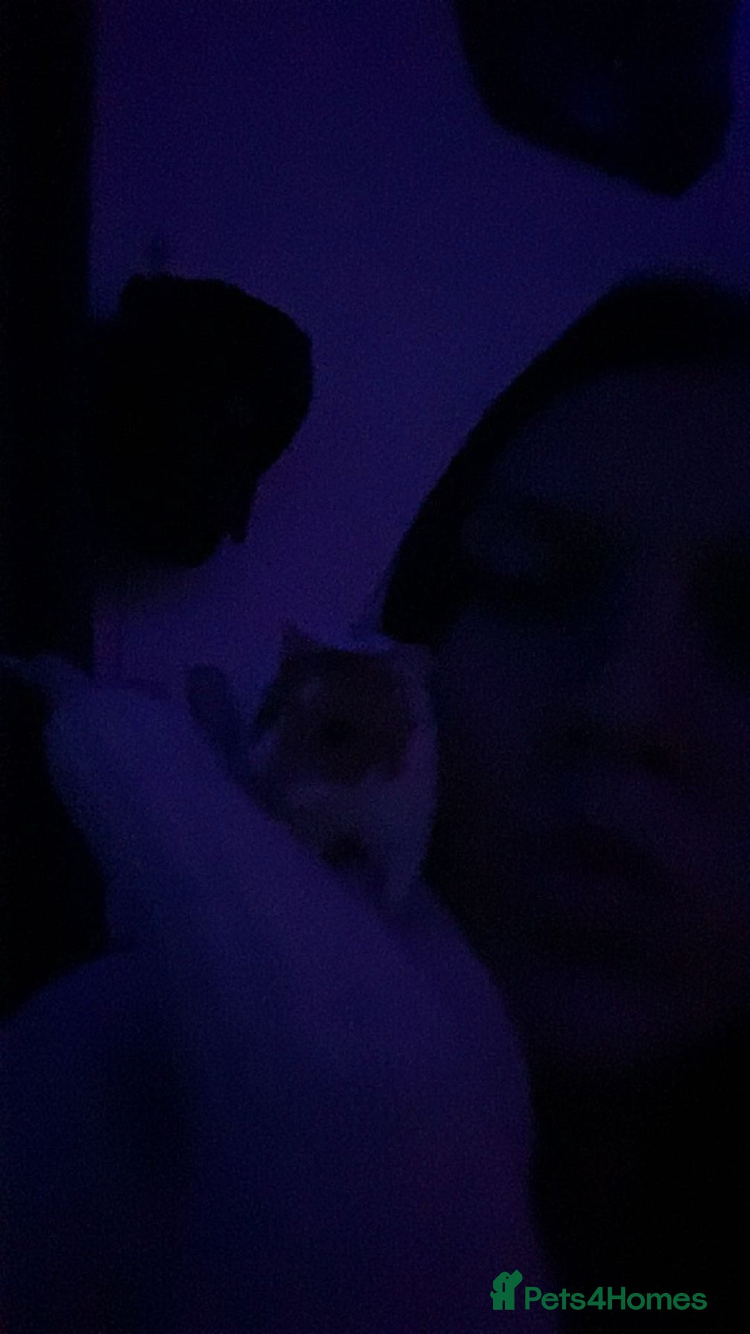 Hamster rodents for sale: Syrian  Hamster(with cage, food etc. - Advert 6