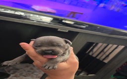 Staffordshire Bull Terrier dogs for sale: Kc blue staffordshire bull terrier puppies  - Image 10