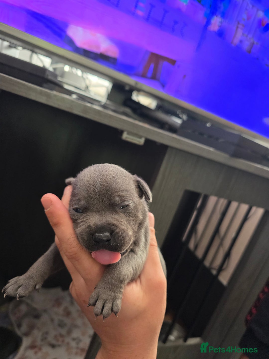 Staffordshire Bull Terrier dogs for sale: Kc blue staffordshire bull terrier puppies  - Image 10