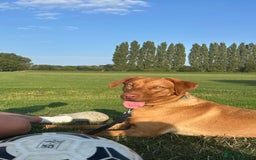Labrador Retriever dogs for sale: Fox red Labrador  - Image 1