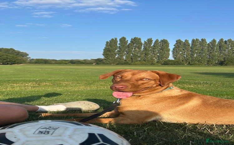 Labrador Retriever dogs - Advert 5