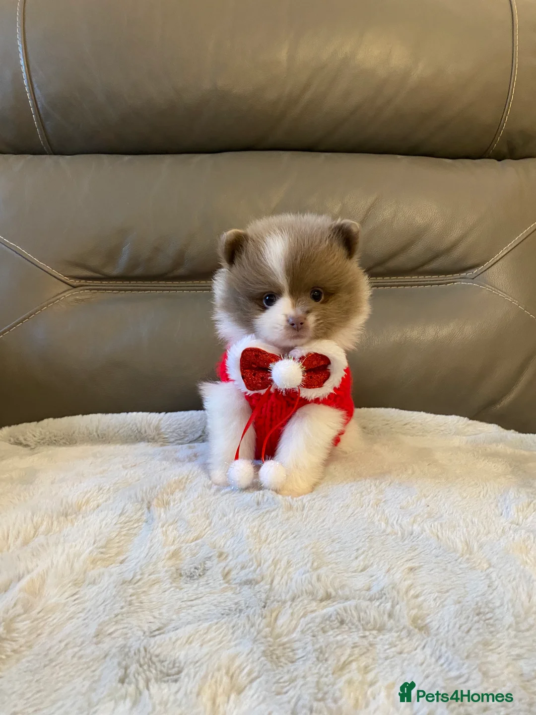 Pomeranian dogs for stud: 🏆 LOTS of champion lines, tiny teddy bear 🧸 in Leeds - Advert 16