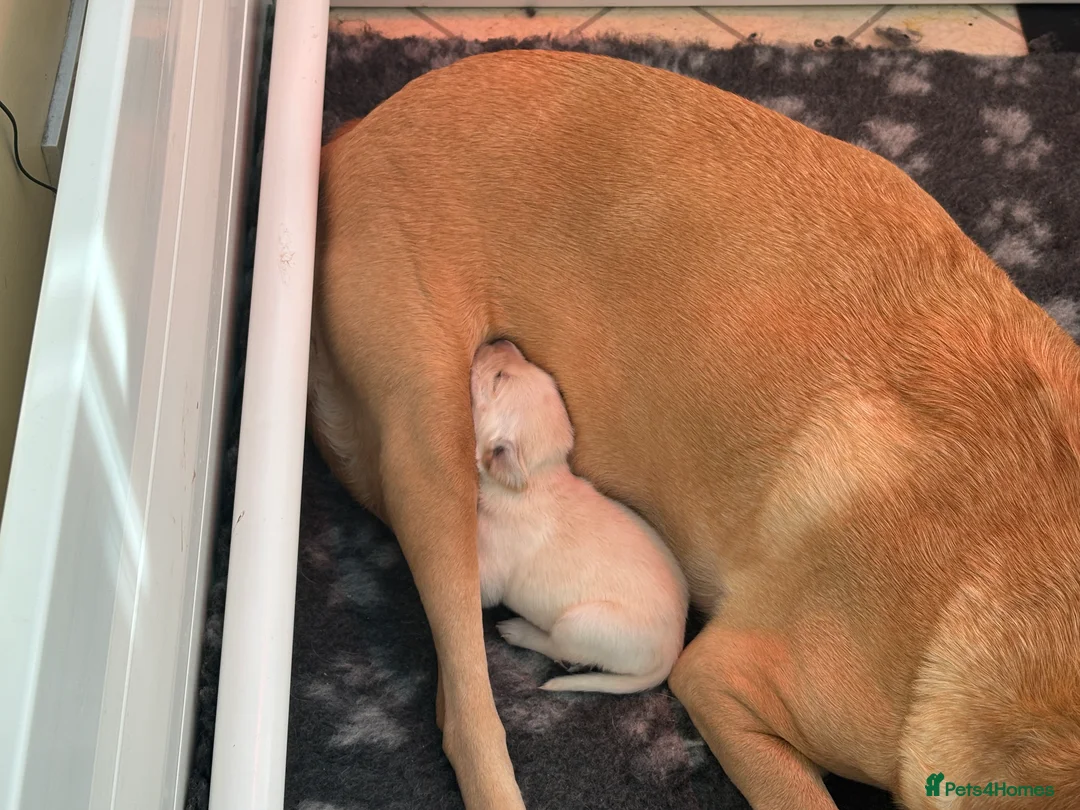 Labrador Retriever dogs for sale: Beautiful Labrador Puppies for Sale - Advert 9