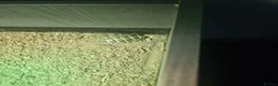 Hermann Tortoise reptiles for sale: western dwarf hermann tortoise in Clacton-on-Sea - Advert 1