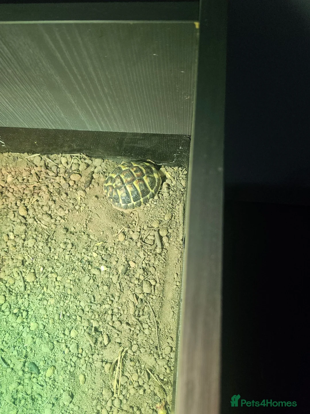 Hermann Tortoise reptiles for sale: western dwarf hermann tortoise in Clacton-on-Sea - Advert 1