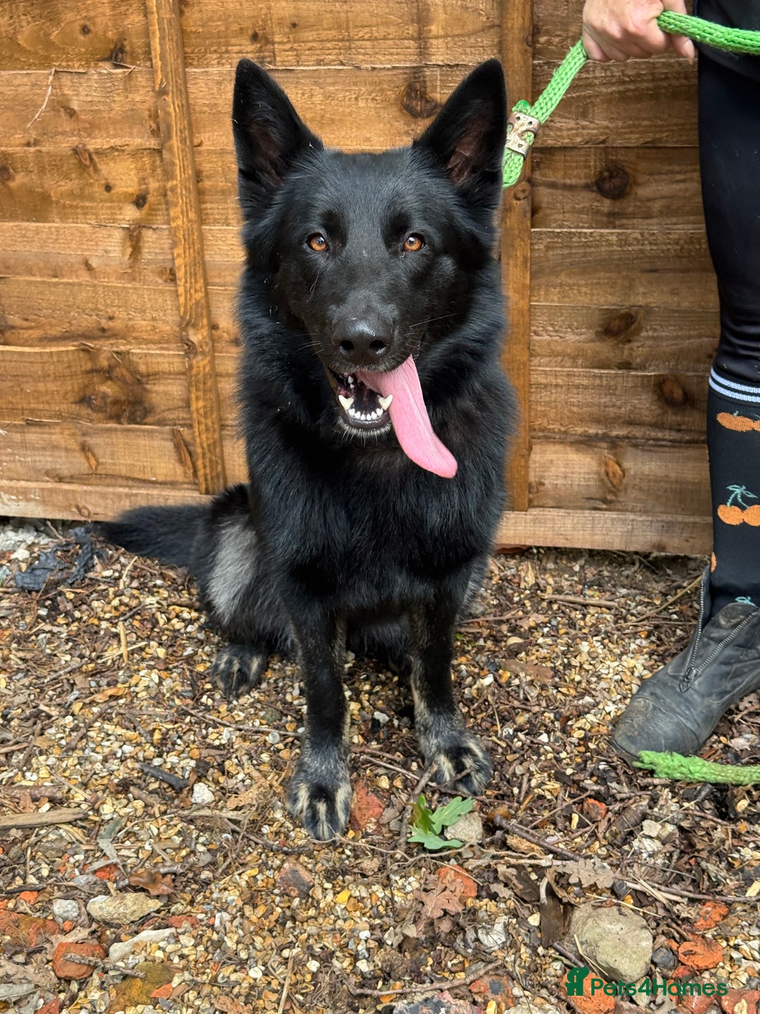 German Shepherd dogs for sale: Luna - one year old - GSD - needs home - Image 1