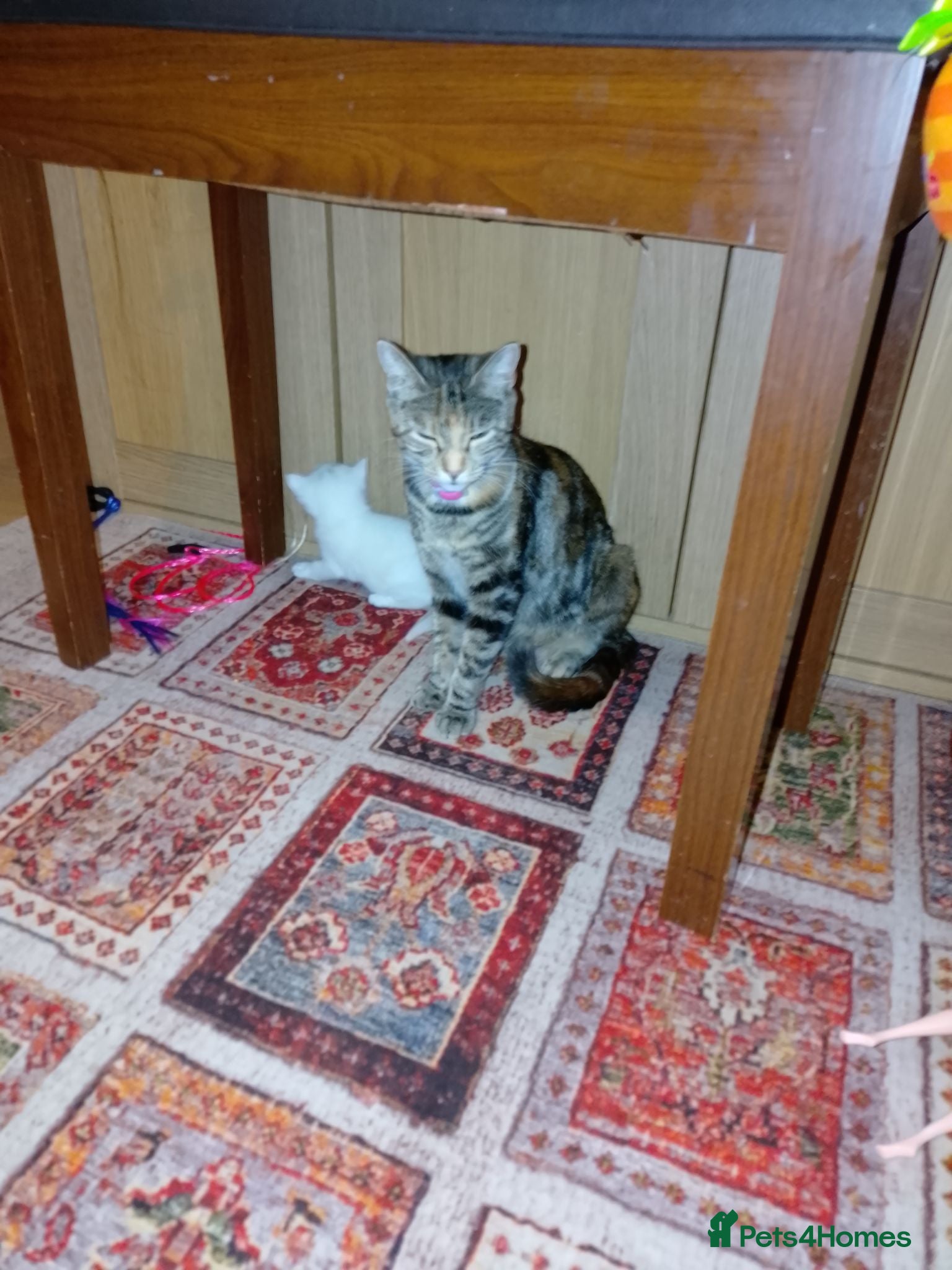 Mixed Breed cats Kittens - Advert 2
