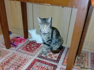 Mixed Breed cats Kittens - Advert 2