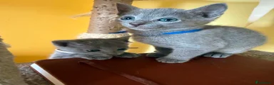 BLUE BOY