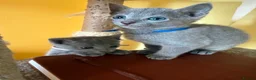 Russian Blue cats for sale: TICA REGISTERED Pure Breed Russian Blue Kittens - Advert 13