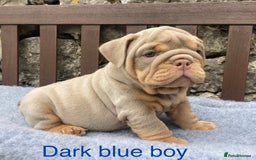 English Bulldog dogs for sale: Beautiful KC lilac & tan English bulldog puppies - Image 5