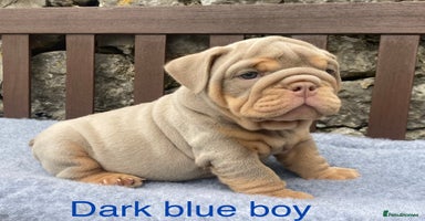 English Bulldog dogs - Advert 2