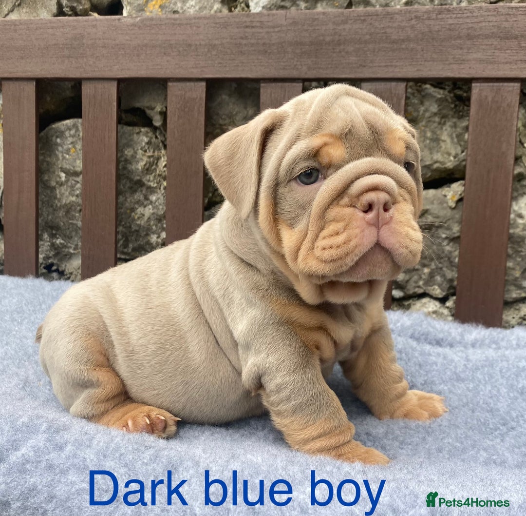 English Bulldog dogs for sale: Beautiful KC lilac & tan English bulldog puppies - Image 5